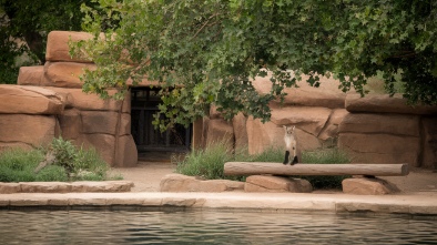 denver zoo